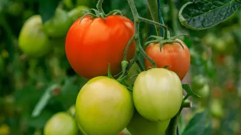 Zelené a červené paradajky dozrievajúce na rastline v záhrade
