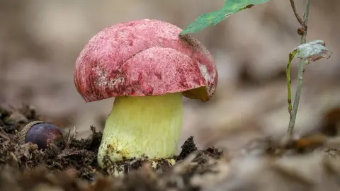 Hríb kráľovský s červeným klobúkom a žltým hlúbikom rastúci na lesnej pôde.