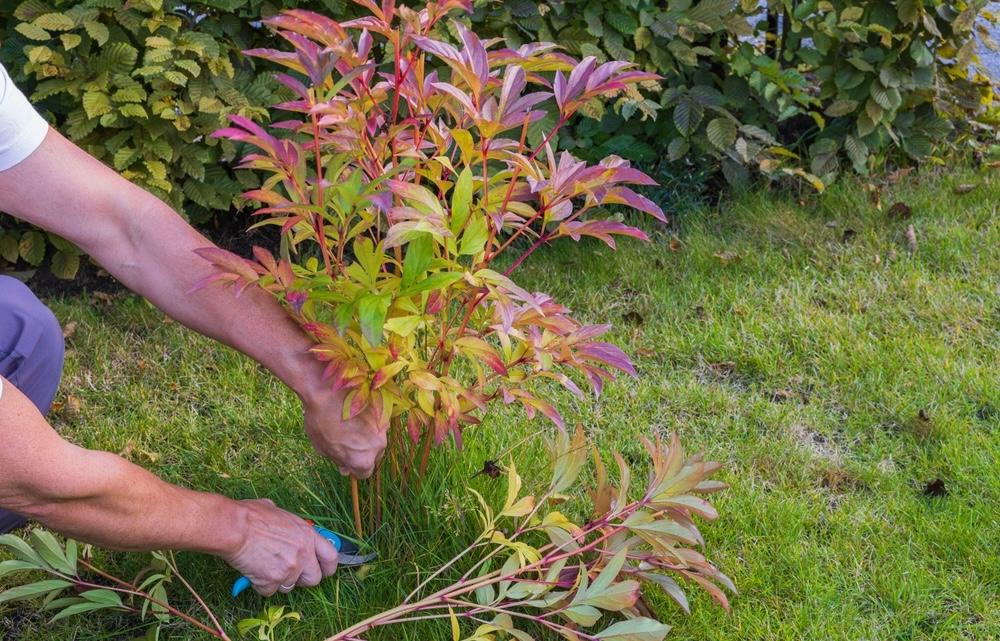 Jesenný rez pivoniek – odstrihovanie stoniek nízko nad zemou