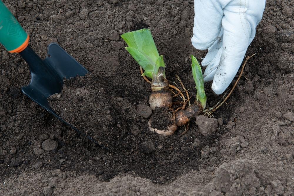 Ruky záhradníka sadia kosatec do pôdy, viditeľná koreňová odnož a lopatka so zeminou.