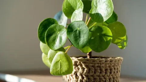 Pilea v jutovom obale na kvetináči, osvetlená slnečnými lúčmi pri okne