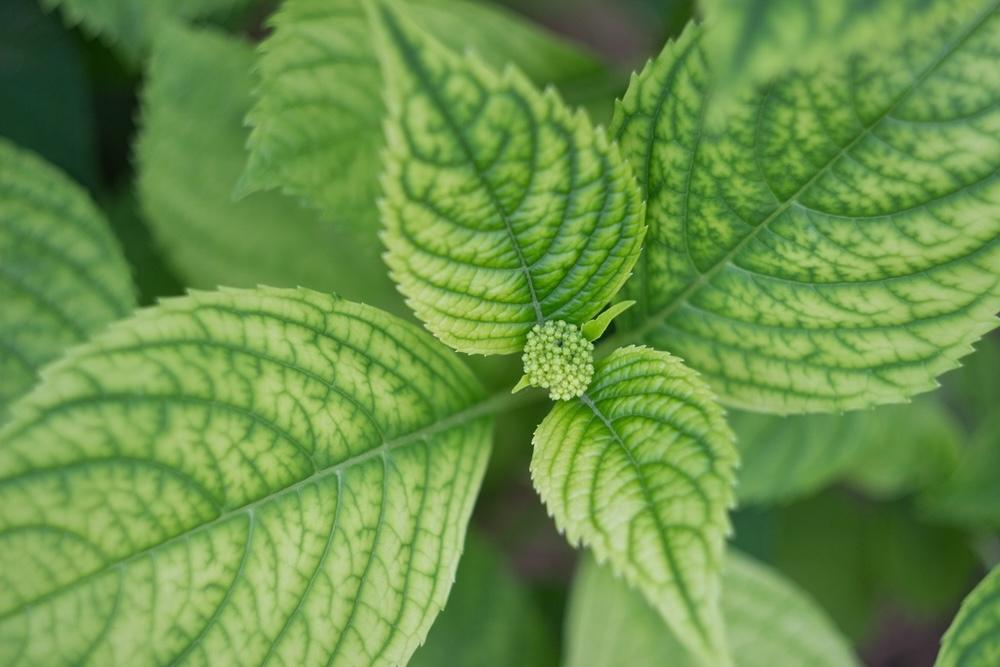 Listy hortenzií s výraznou stredovou žilkou a náznakom kvetného puku