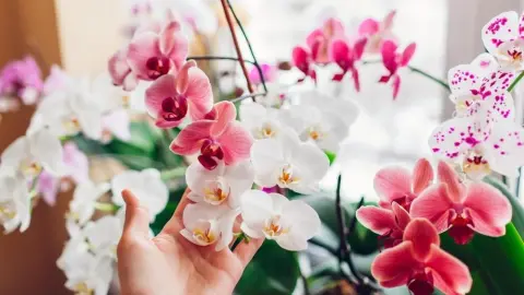 Ruka jemne držiaca kvety ružovej a bielej orchidey pri okne