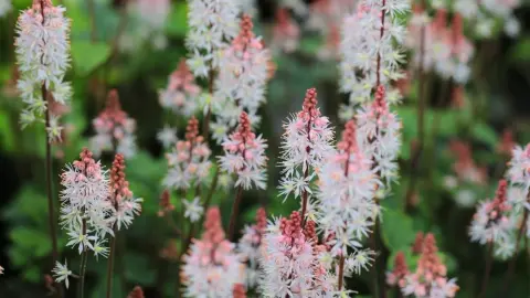 Mitrovnička srdcolistá (Tiarella cordifolia) v plnom kvete s nadýchanými súkvetiami