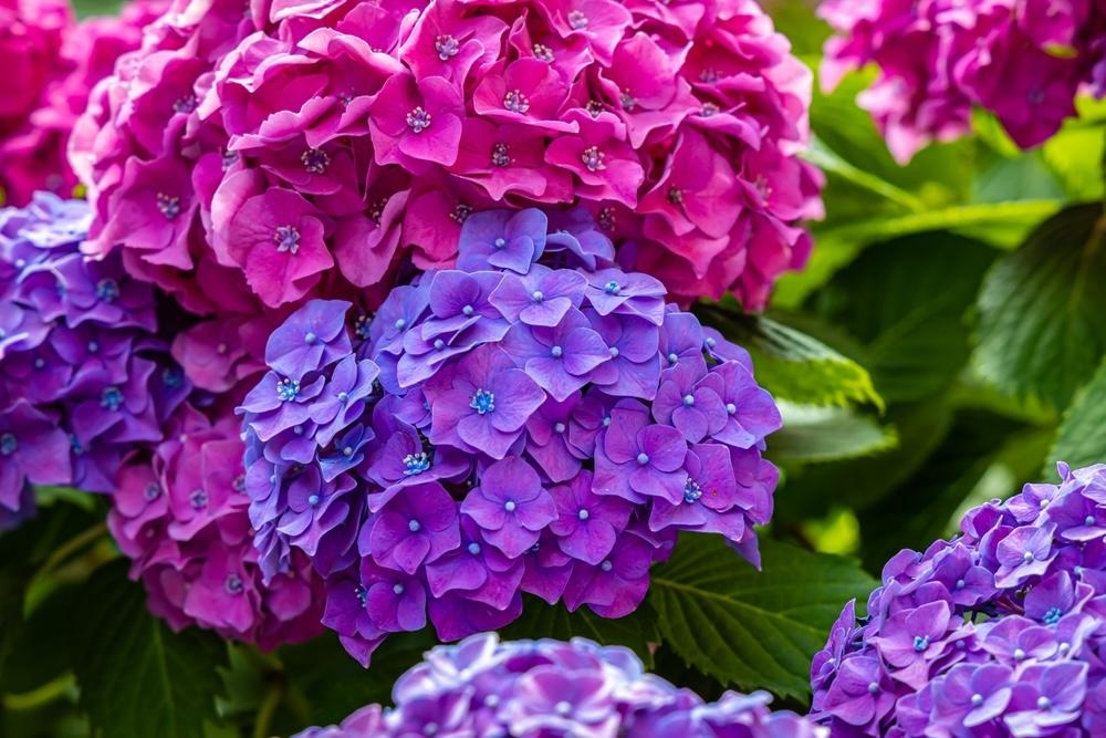 Detail farebných súkvetí hortenzie Endless Summer – ružové a fialové kvety v plnom kvete