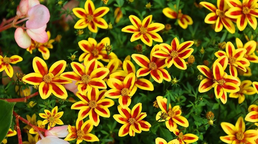 Kvety bidensu – dvojzub zlatý na balkóne