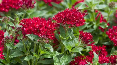Pentas lanceolata kvitnúci v záhone počas leta