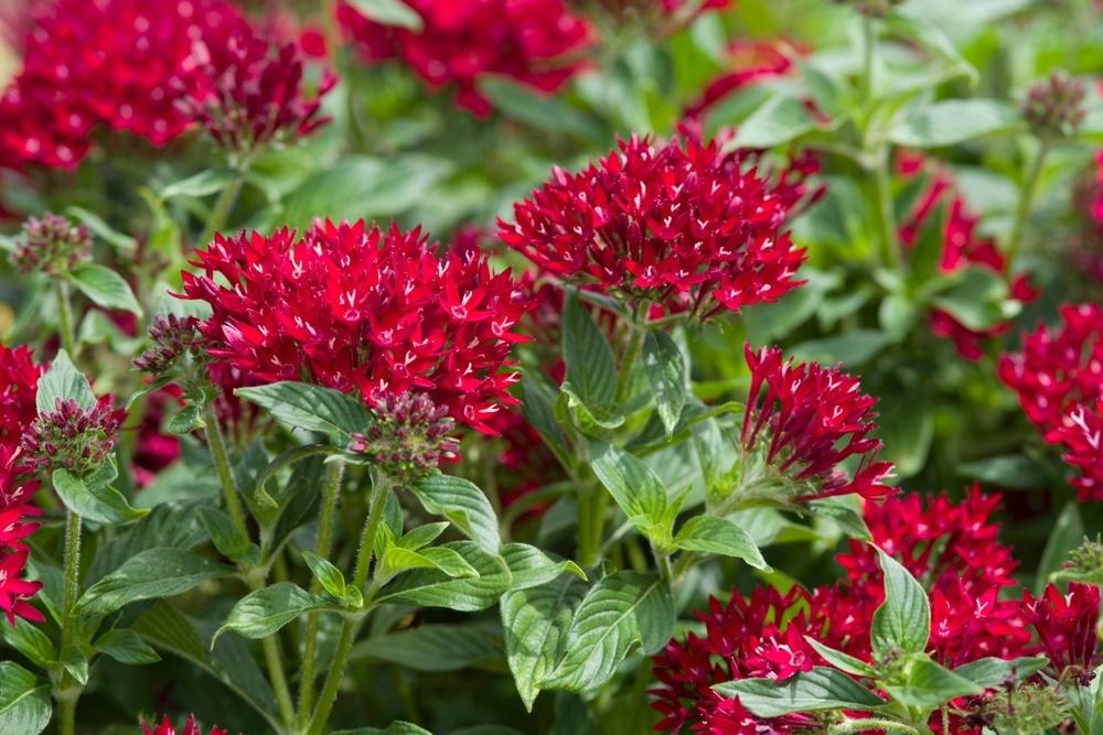 Pentas lanceolata kvitnúci v záhone počas leta