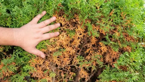 Detail hnednúcich konárov tuje s rukou ukazujúcou poškodené ihličie počas horúceho leta.
