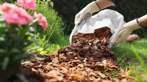 Mulčovanie záhonu v záhrade pomocou prírodného materiálu zo škrupín orechov