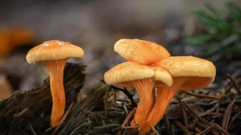 Líška oranžová (Hygrophoropsis aurantiaca) rastúca v lese na ihličí – podobná kuriatku, no nejde o jedlú hubu.