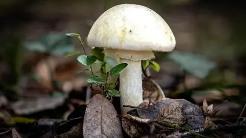 Jedovatá muchotrávka zelená vyrastajúca v lese spomedzi lístia