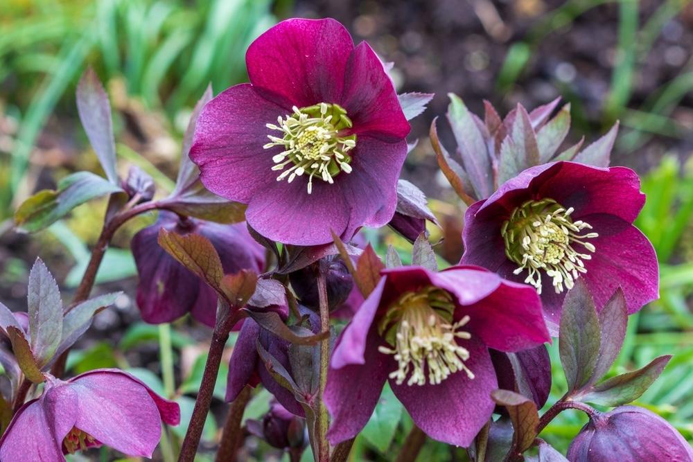 Čemerica s tmavoružovými kvetmi a žltým stredom – zimná trvalka, ktorá kvitne už počas chladných mesiacov.