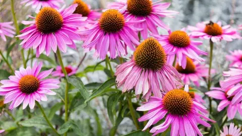 Echinacea purpurová v plnom kvete počas leta