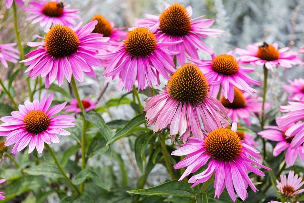 Echinacea purpurová v plnom kvete počas leta