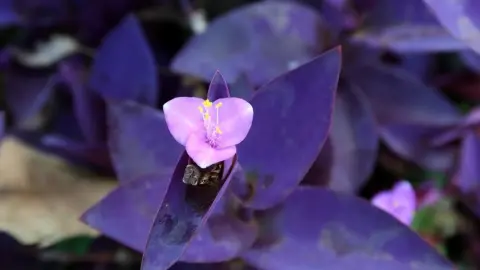 Detail fialových listov a kvietku rastliny tradeskancia bledá (Tradescantia pallida).