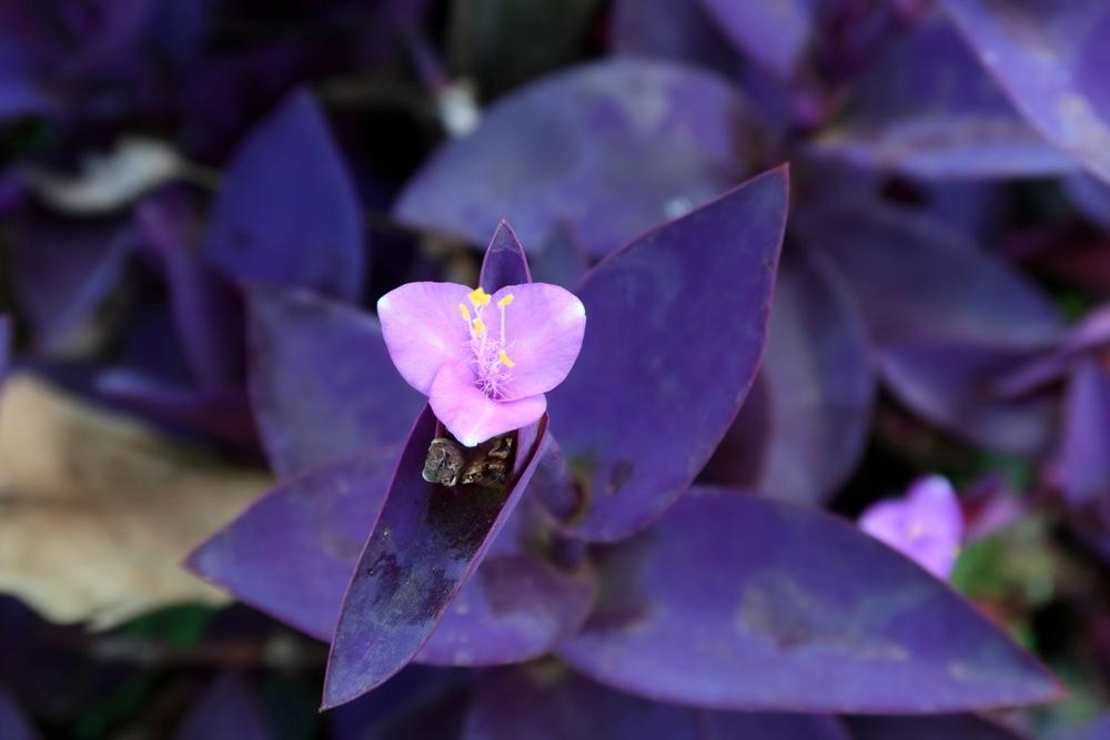 Detail fialových listov a kvietku rastliny tradeskancia bledá (Tradescantia pallida).