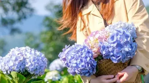 Kytica čerstvých hortenzií v košíku – modré a fialové kvety pripravené na sušenie