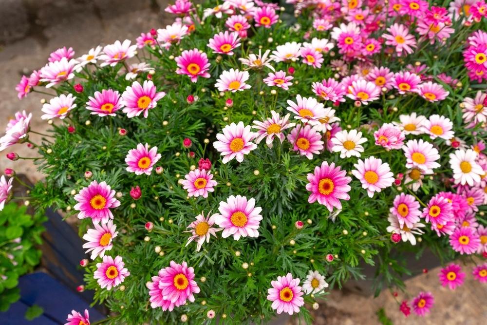 Ružovo-biele kvety chryzantémovky kríčkovitej v kvetináči na balkóne