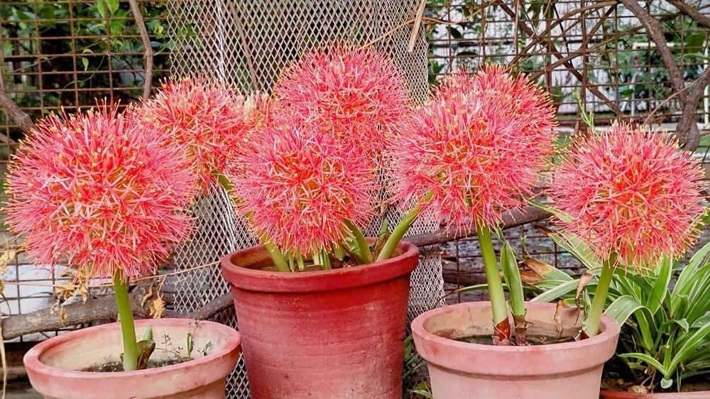 Skupina krvokvetov pestovaných v črepníkoch na dvore.