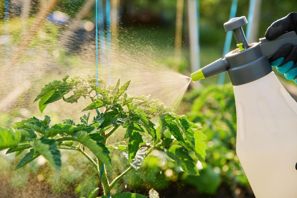 Postrek paradajok prírodným cesnakovým roztokom proti škodcom