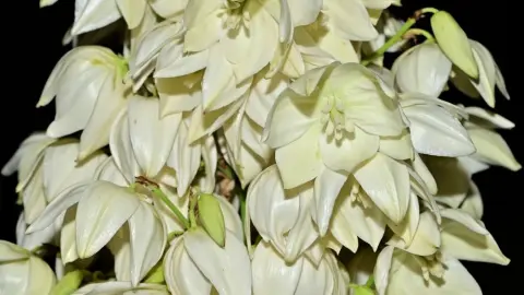 Detail bielych kvetov juky záhradnej počas plného kvitnutia