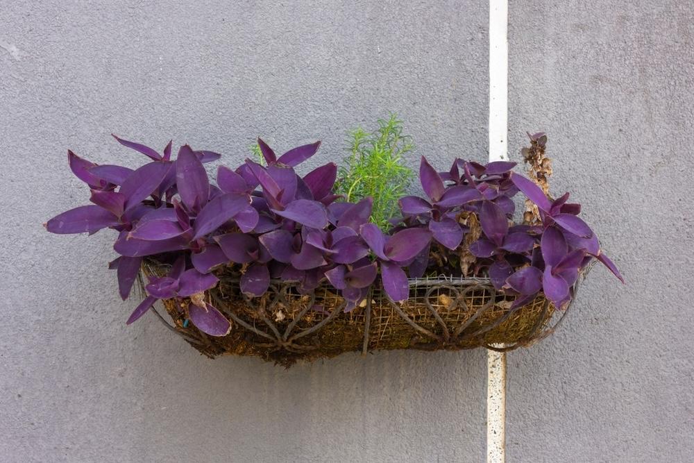 Tradeskancia bledá v závesnom košíku na balkóne alebo terase.