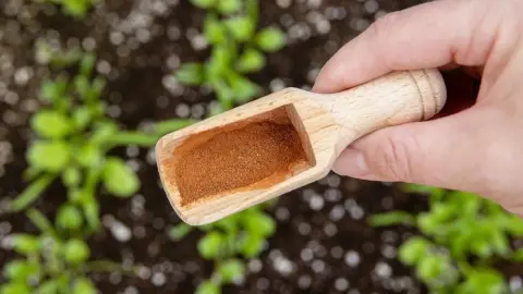 Ruka držiaca drevenú lyžičku s mletou škoricou nad záhradnou pôdou