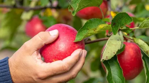 Zber zrelých červených jabĺk z jablone po letnom reze