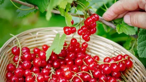 Zber červených ríbezlí do košíka – čerstvé bobule pripravené po sezóne na spracovanie a starostlivosť o krík