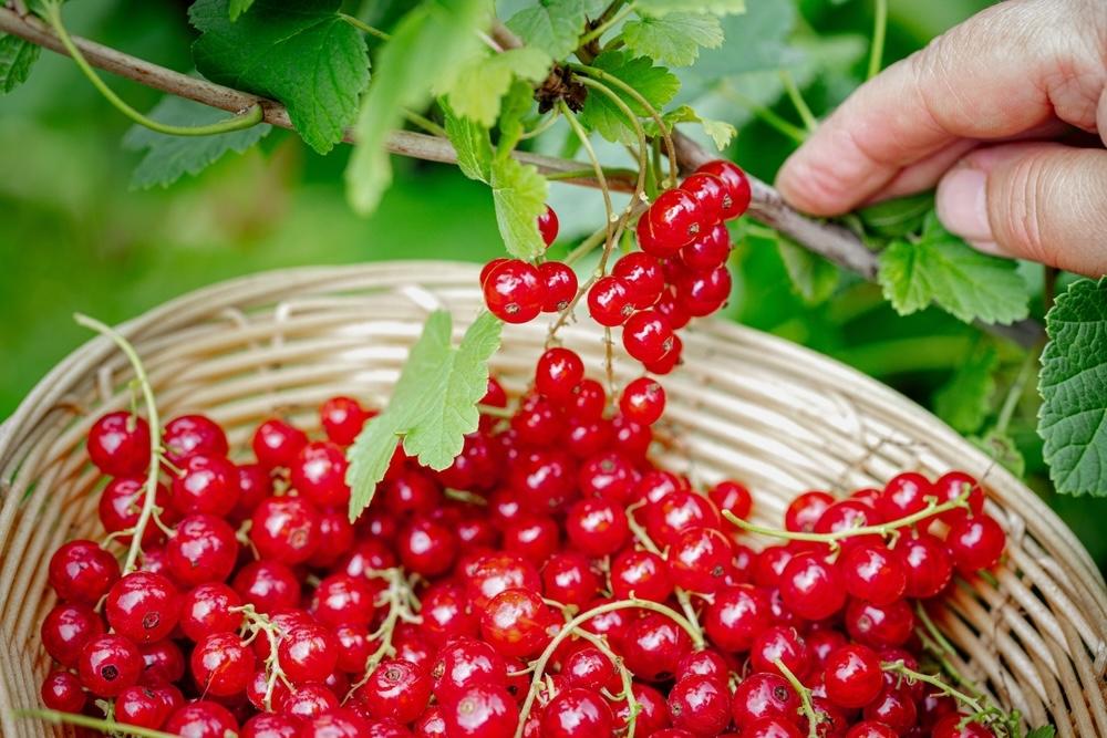 Zber červených ríbezlí do košíka – čerstvé bobule pripravené po sezóne na spracovanie a starostlivosť o krík