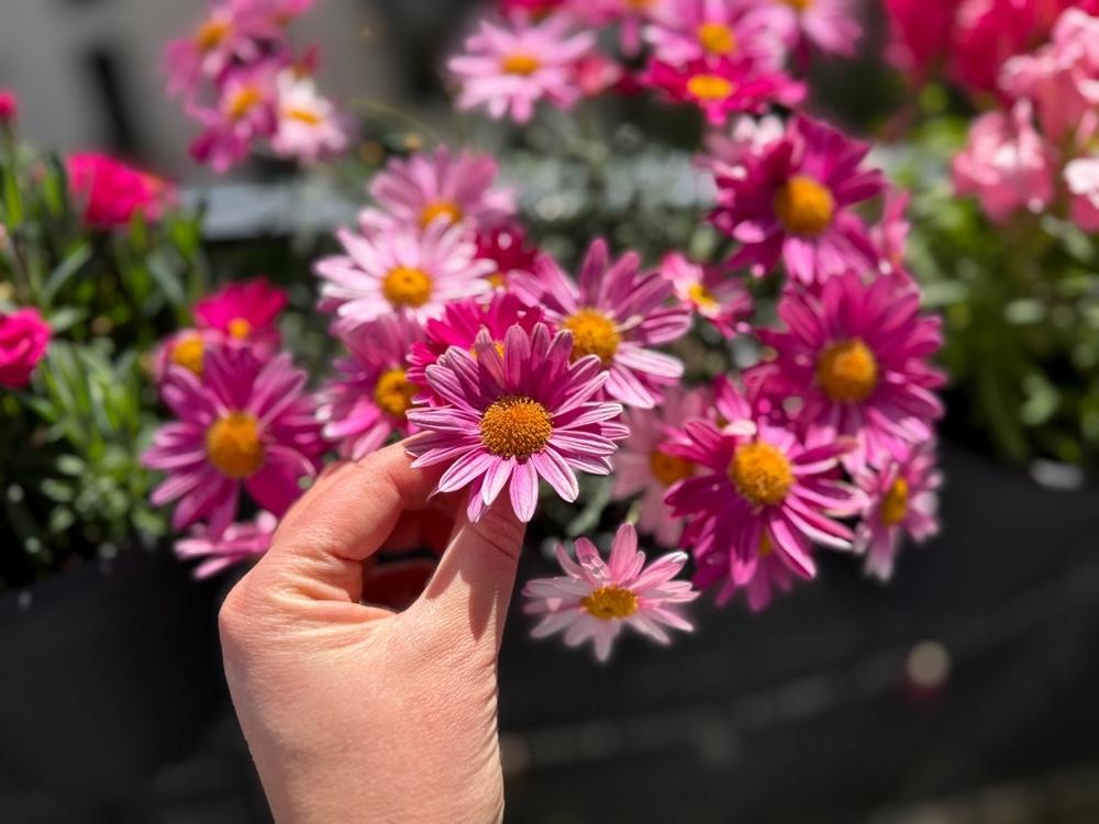 Ružové kvety chryzantémovky kríčkovitej v ruke záhradníka na slnečnom balkóne