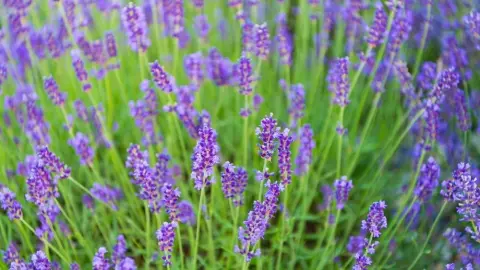 Kvitnúca levanduľa v záhrade – fialové kvety pripomínajú Provence