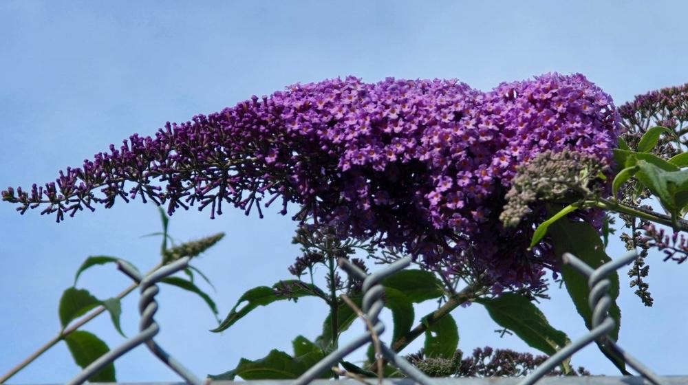 Detail fialových kvetov budleje Dávidovej proti modrej letnej oblohe.