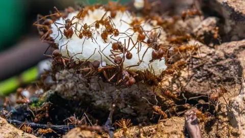 Mravce nesú potravu po kmeni stromu, detailný záber kolónie v prírode