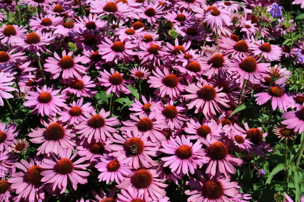 Záhon rozkvitnutej echinacey purpurovej v plnej sezóne