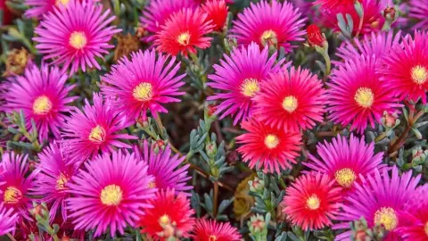 Poludňovka (Delosperma) s ružovými a červenými kvetmi počas letného kvitnutia