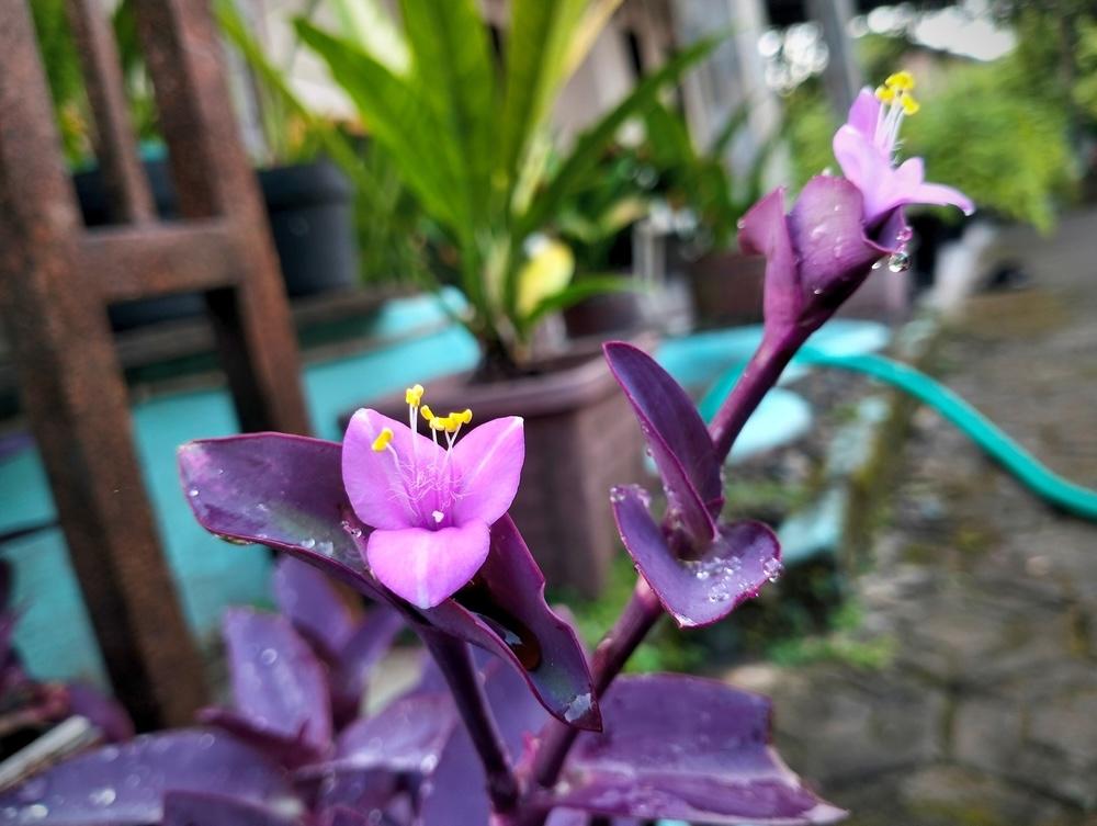 Tradeskancia bledá s drobnými fialovými kvetmi po daždi na záhrade.