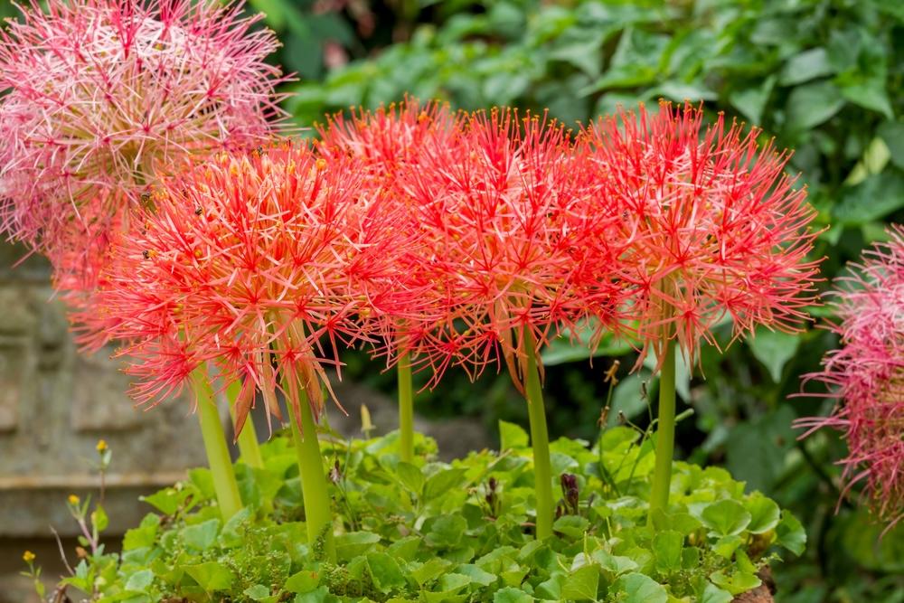 Skupina krvokvetov s guľovitými červenými kvetmi rozkvitnutá v záhrade.