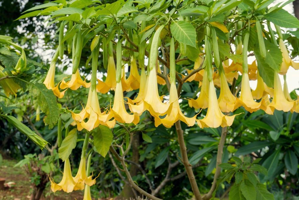 Žlté kvety durmanu v tvare trúbky visiace z konárov v záhrade