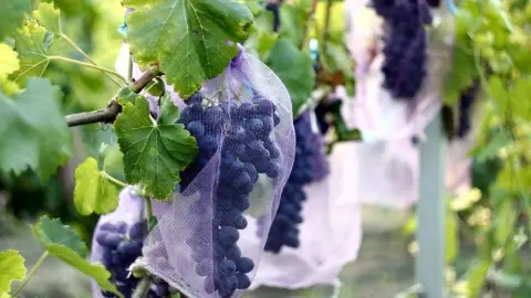 Hrozno na viniči chránené sieťovaným vrecúškom proti vtákom.
