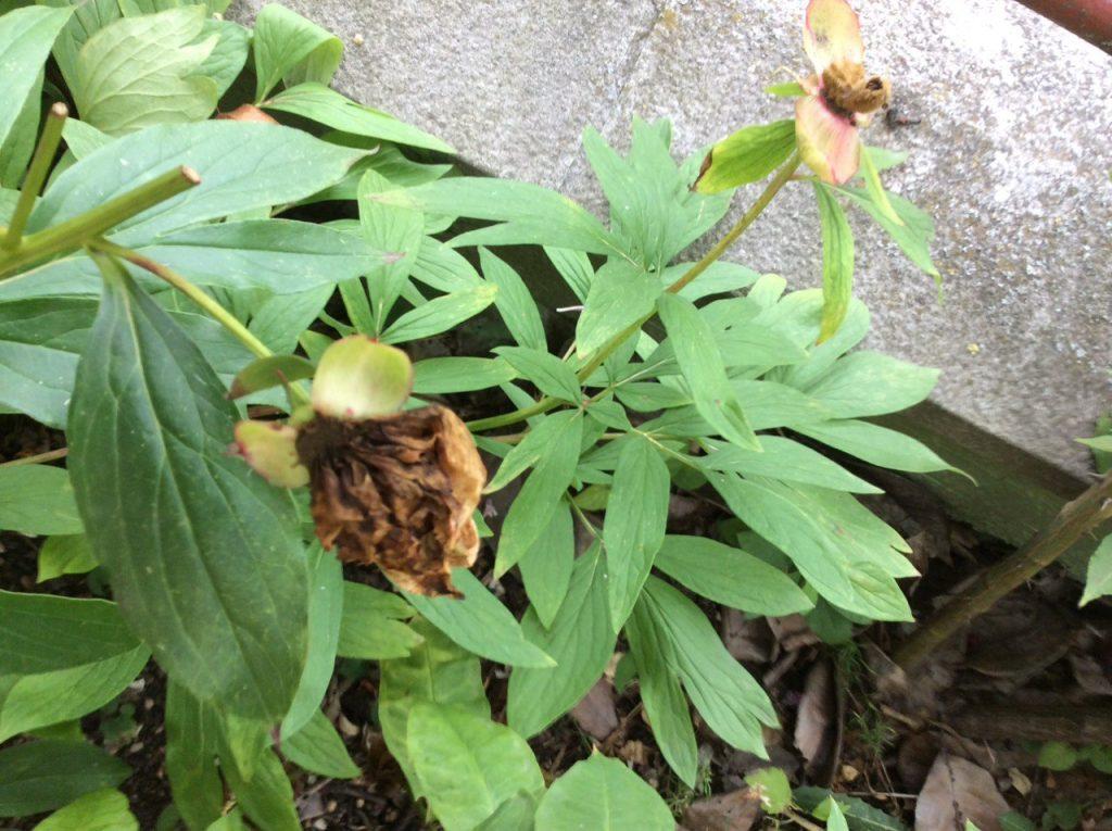 Odkvitnutá pivonka v záhrade – čas na ďalšiu starostlivosť