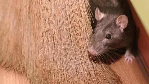 Myš ukrytá v domácnosti medzi slamou alebo metlou