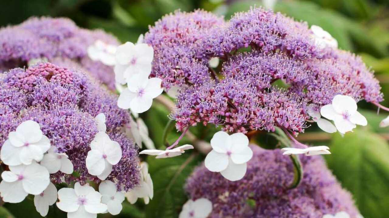 Hortenzia drsná s fialovými a bielymi kvetmi v plnom kvete