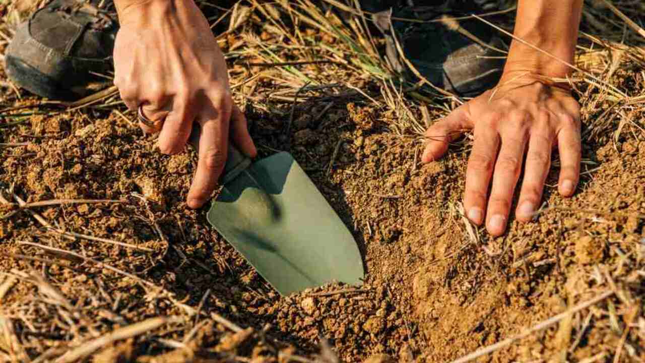 Ruky záhradníka odoberajú vzorku pôdy zo záhona malou lopatkou.