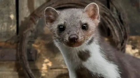 Kuna domáca na povale – nepozvaný hosť, ktorý vie narobiť veľké škody v dome.