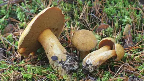 Masliak strakatý (Suillus variegatus) rastúci v ihličnatom lese medzi machom a ihličím.