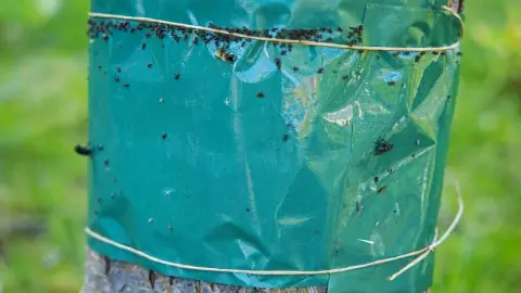 Lepový pás na kmeni jablone s prilepeným hmyzom ako ochrana pred škodcami