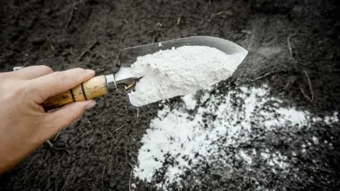 Ruka s lopatkou rozsypáva biele vápno na tmavú pôdu po zbere úrody.