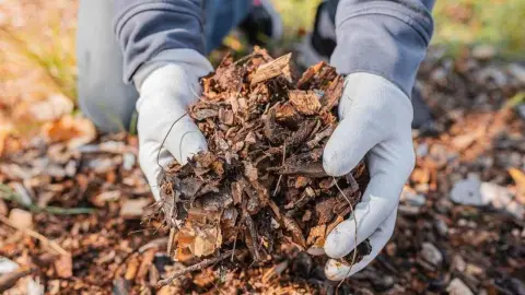 Záhradník v rukaviciach drží v rukách mulčovaciu kôru pripravenú na rozloženie na pôdu.
